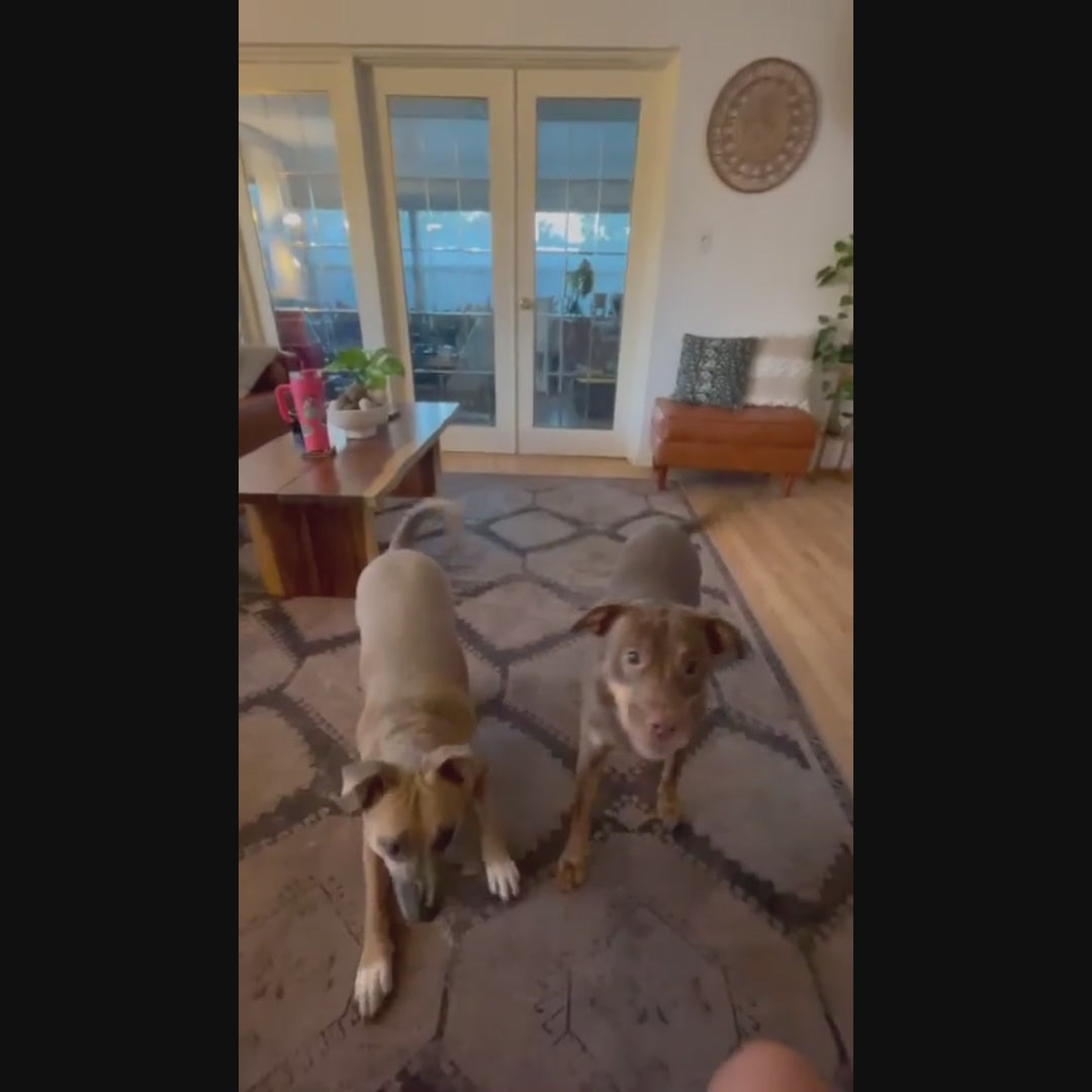 2pk Box 2.5oz Bubble Lick Maple Bacon Flavored Bubbles!!!!